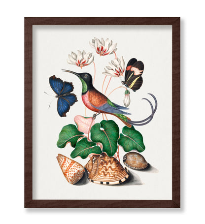 James Bolton - Hummingbird and Butterfly Illustration