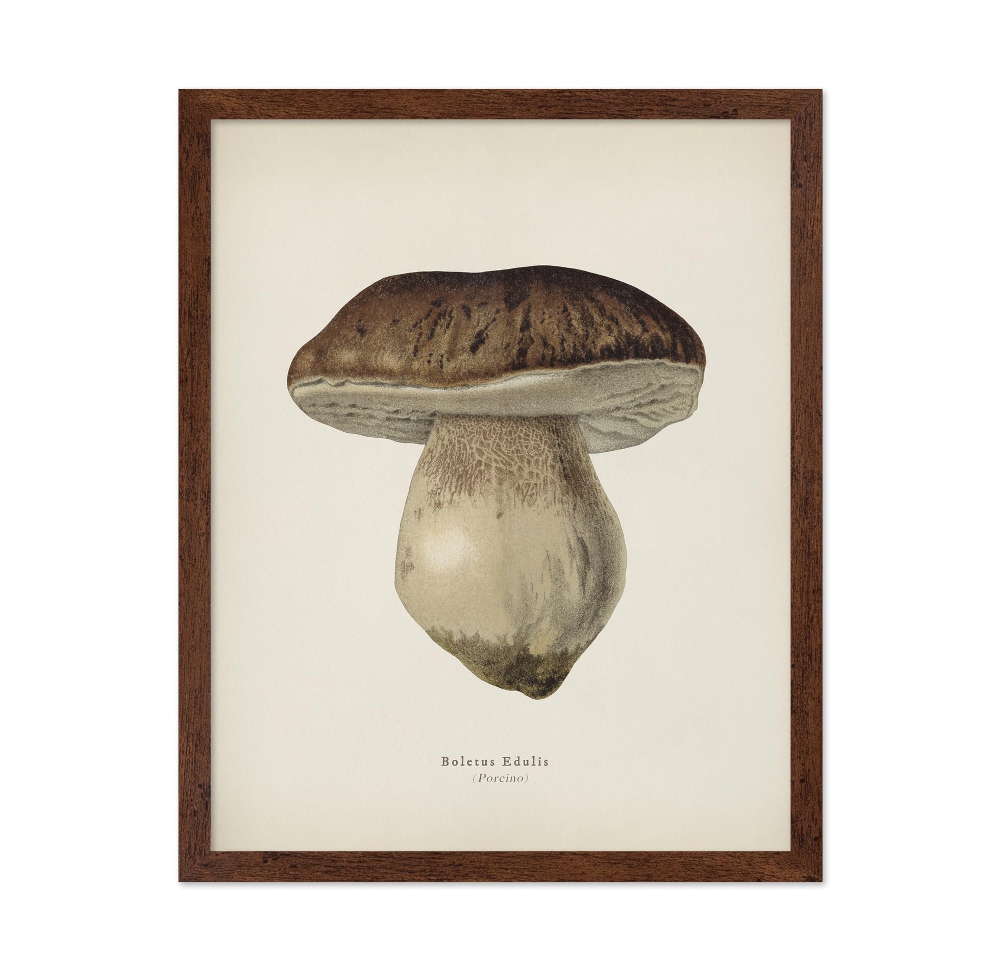 Porcino Mushroom No2
