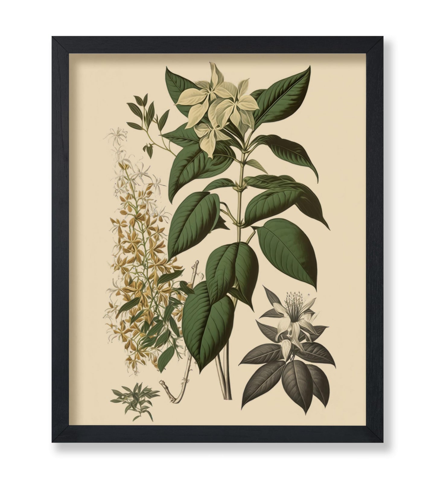 White Jasmine