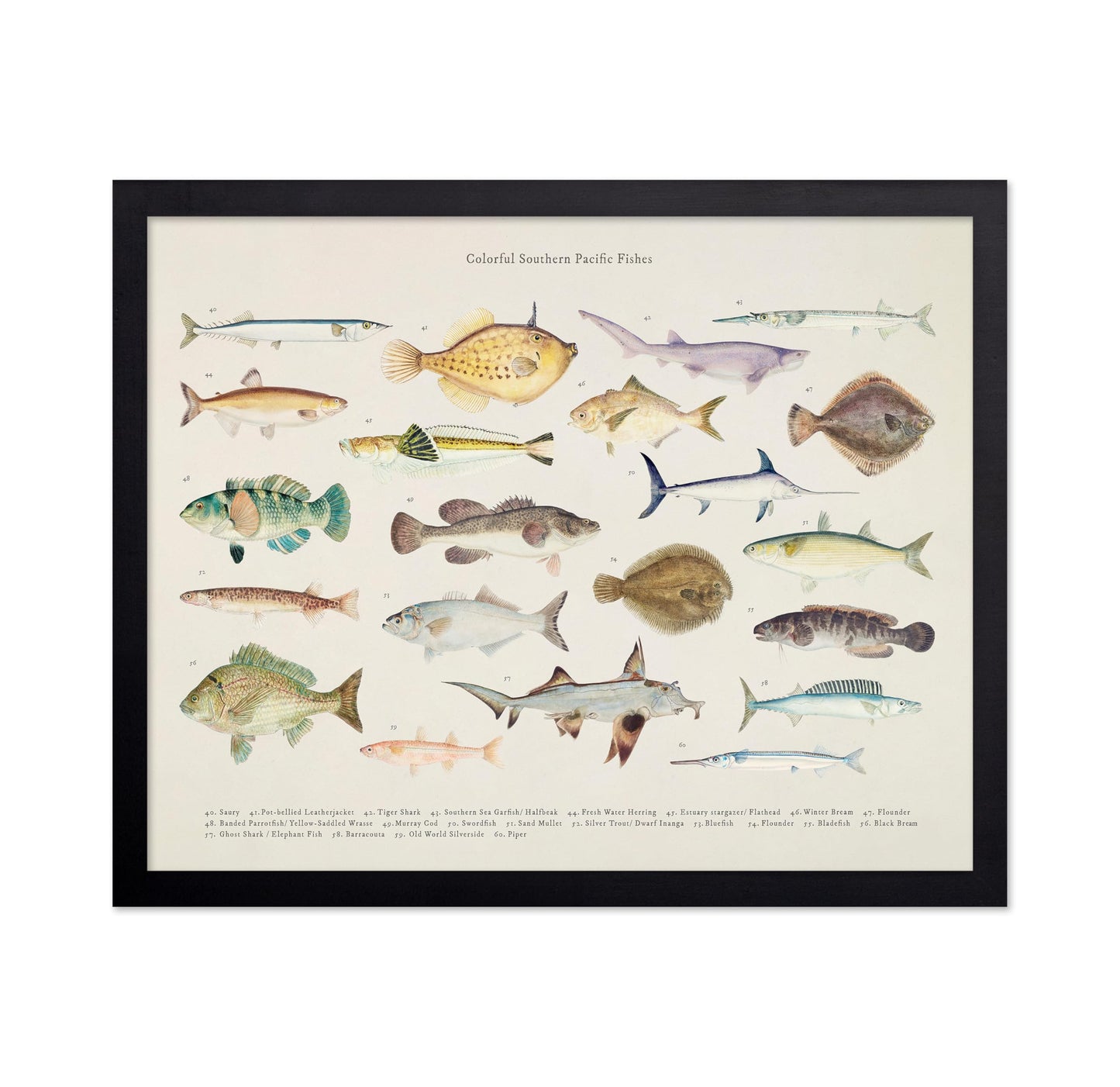 Southern Pacific Fishes No3