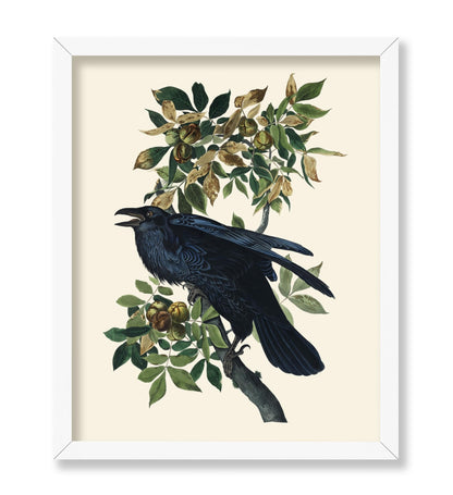 James Audubon - Raven