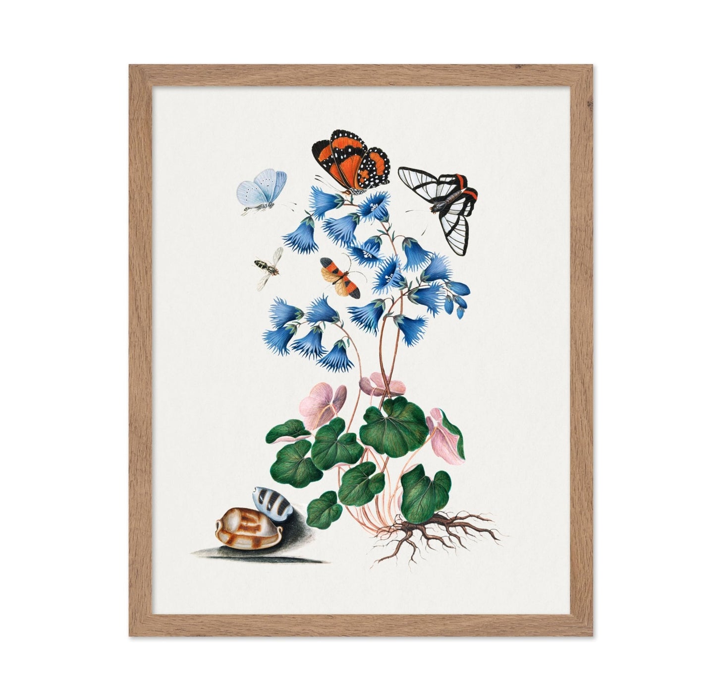 James Bolton - Soldanella, Amazon Angel, Det-winged Beetle and Shells