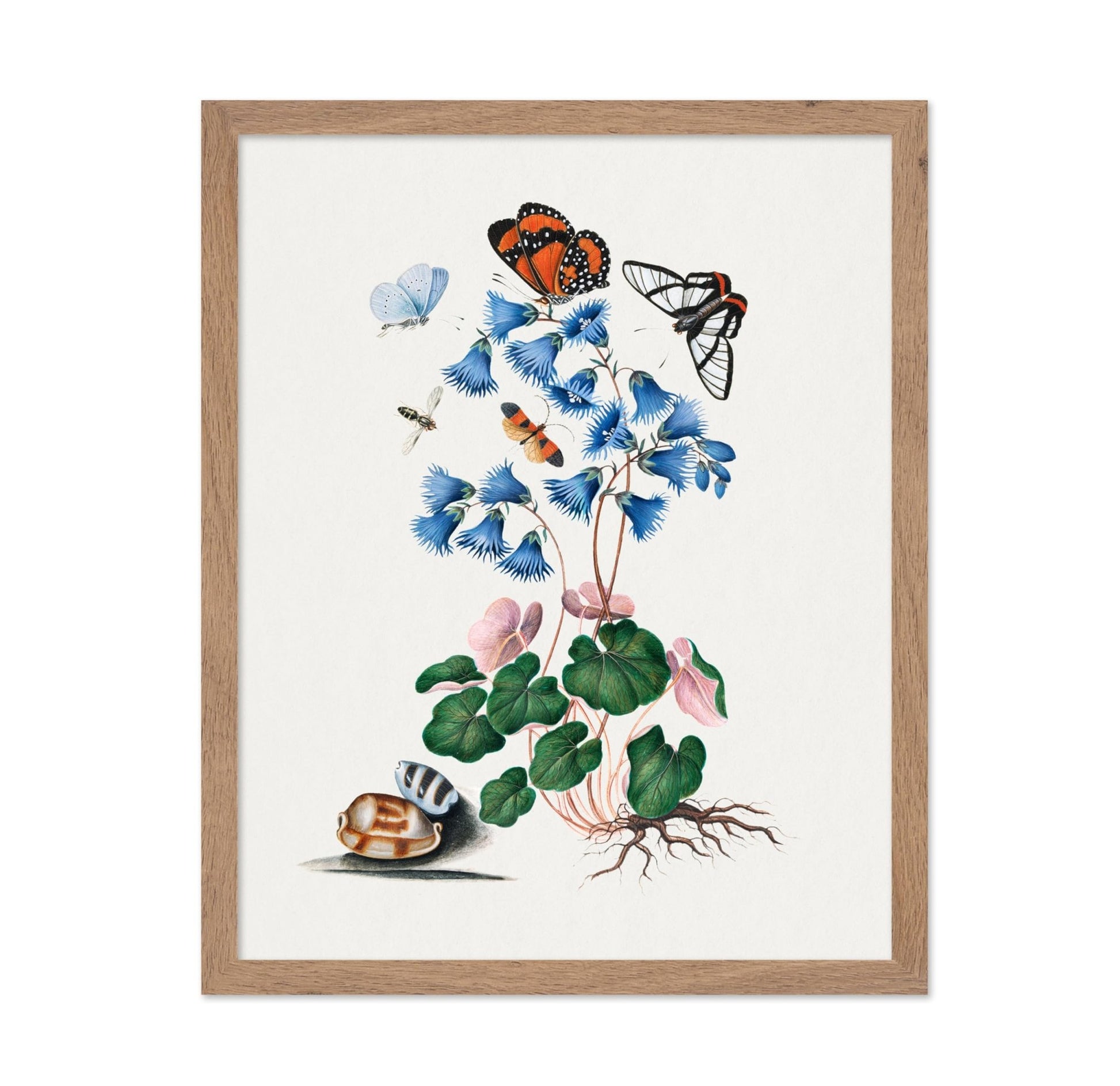 James Bolton - Soldanella, Amazon Angel, Det-winged Beetle and Shells