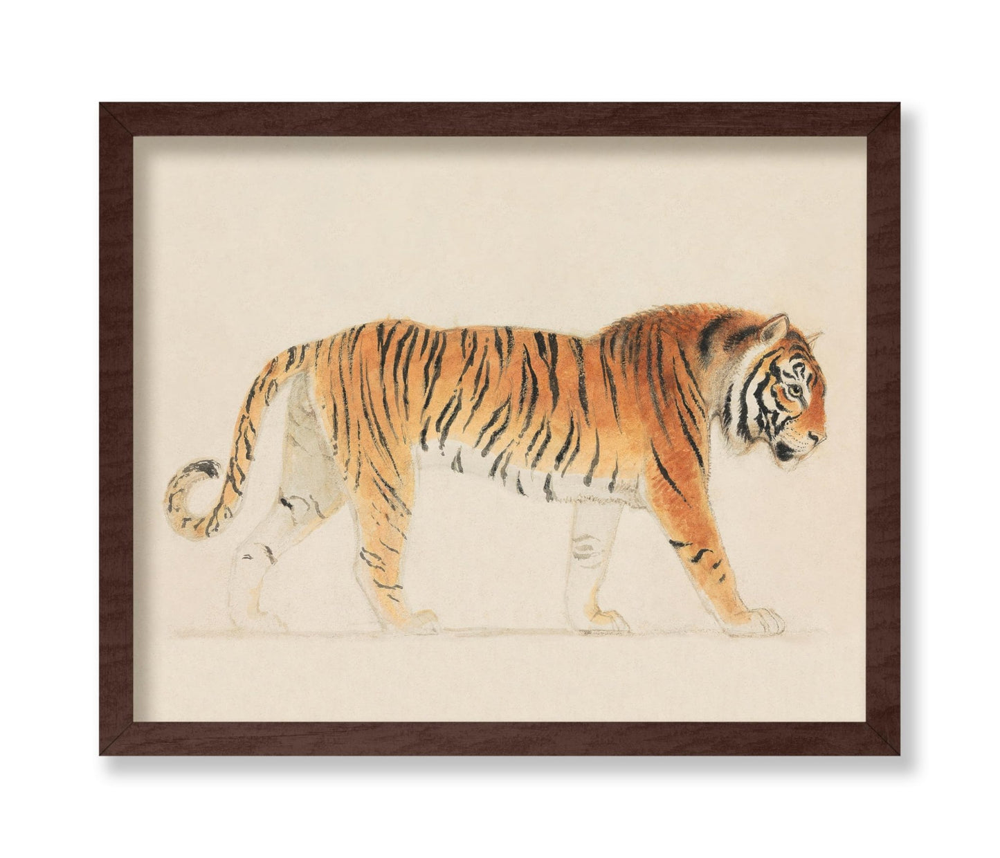 Thomas Stothard - A Tiger