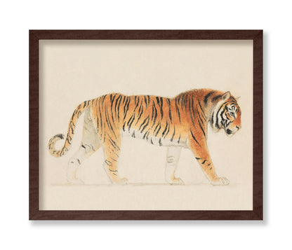 Thomas Stothard - A Tiger