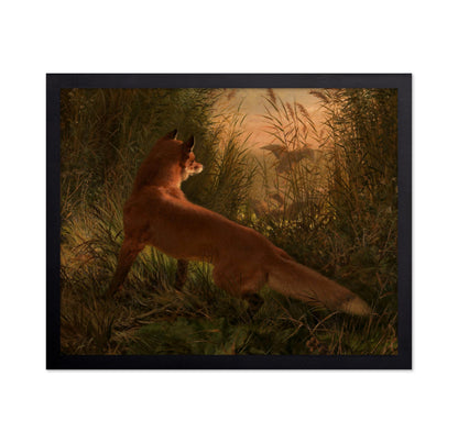 A Fox