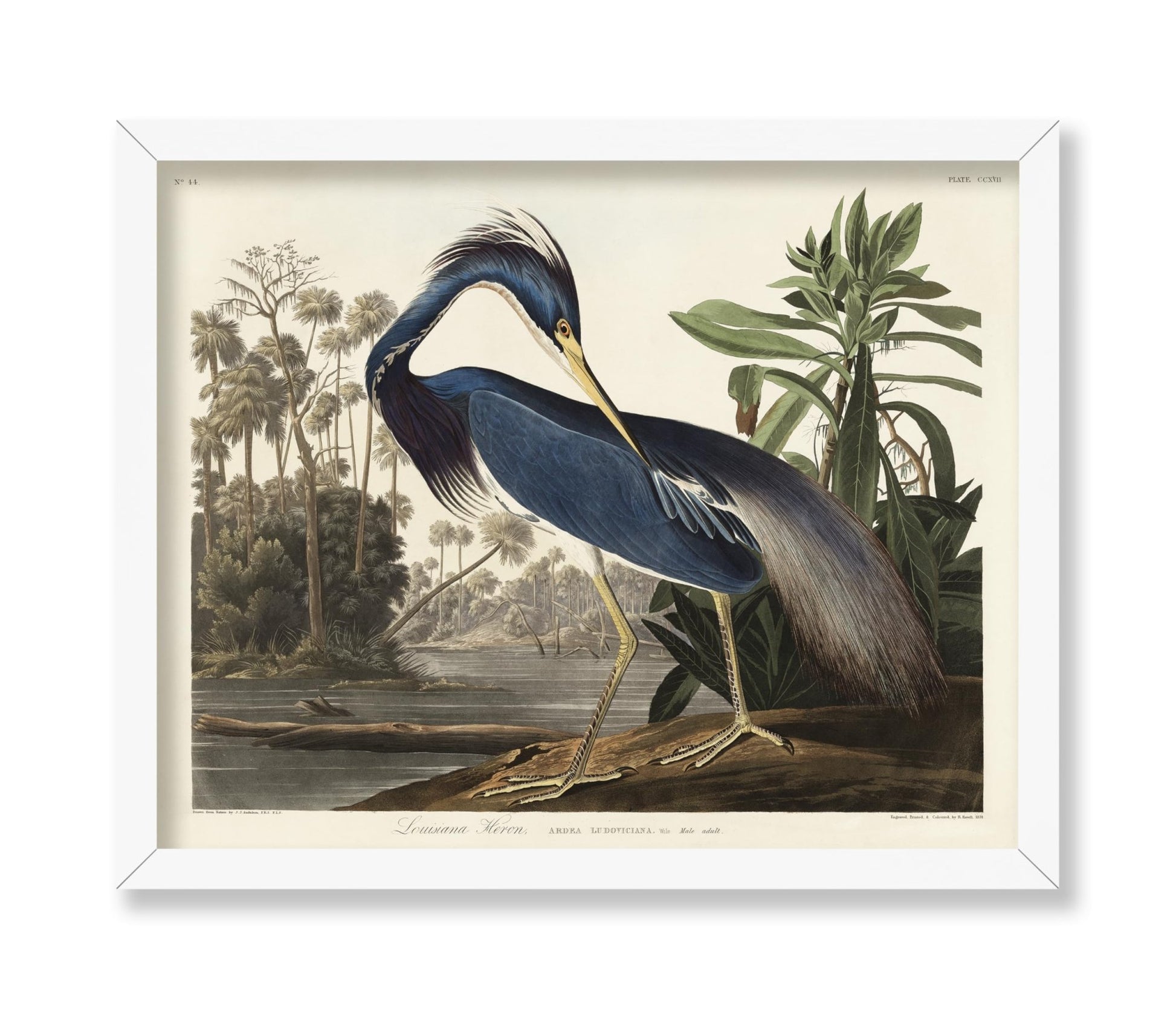 John James Audubon - Louisiana Heron