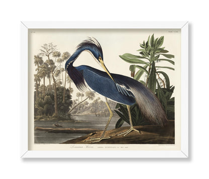 John James Audubon - Louisiana Heron