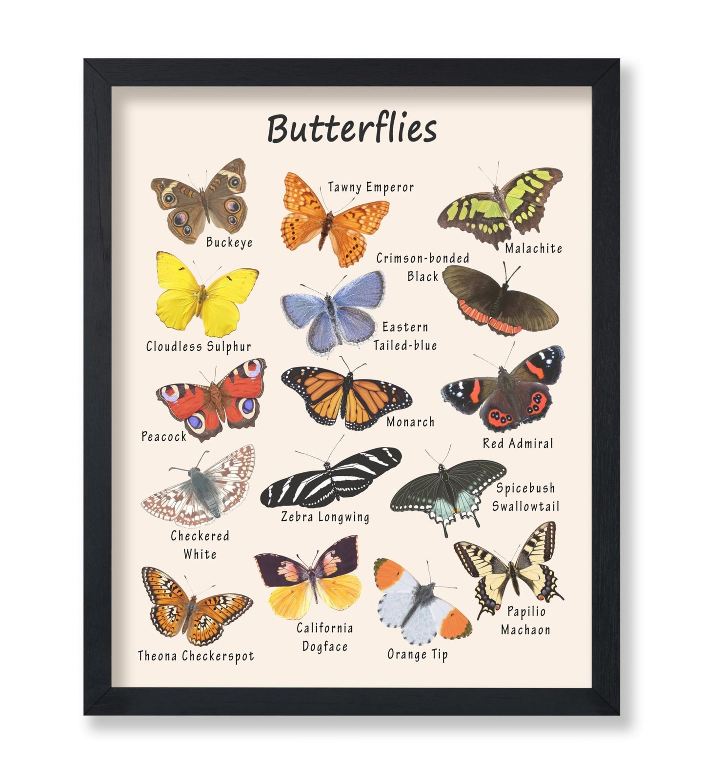 Butterflies No2
