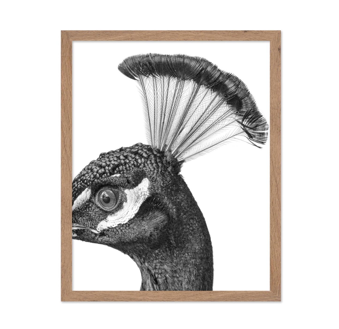 Peacock No1