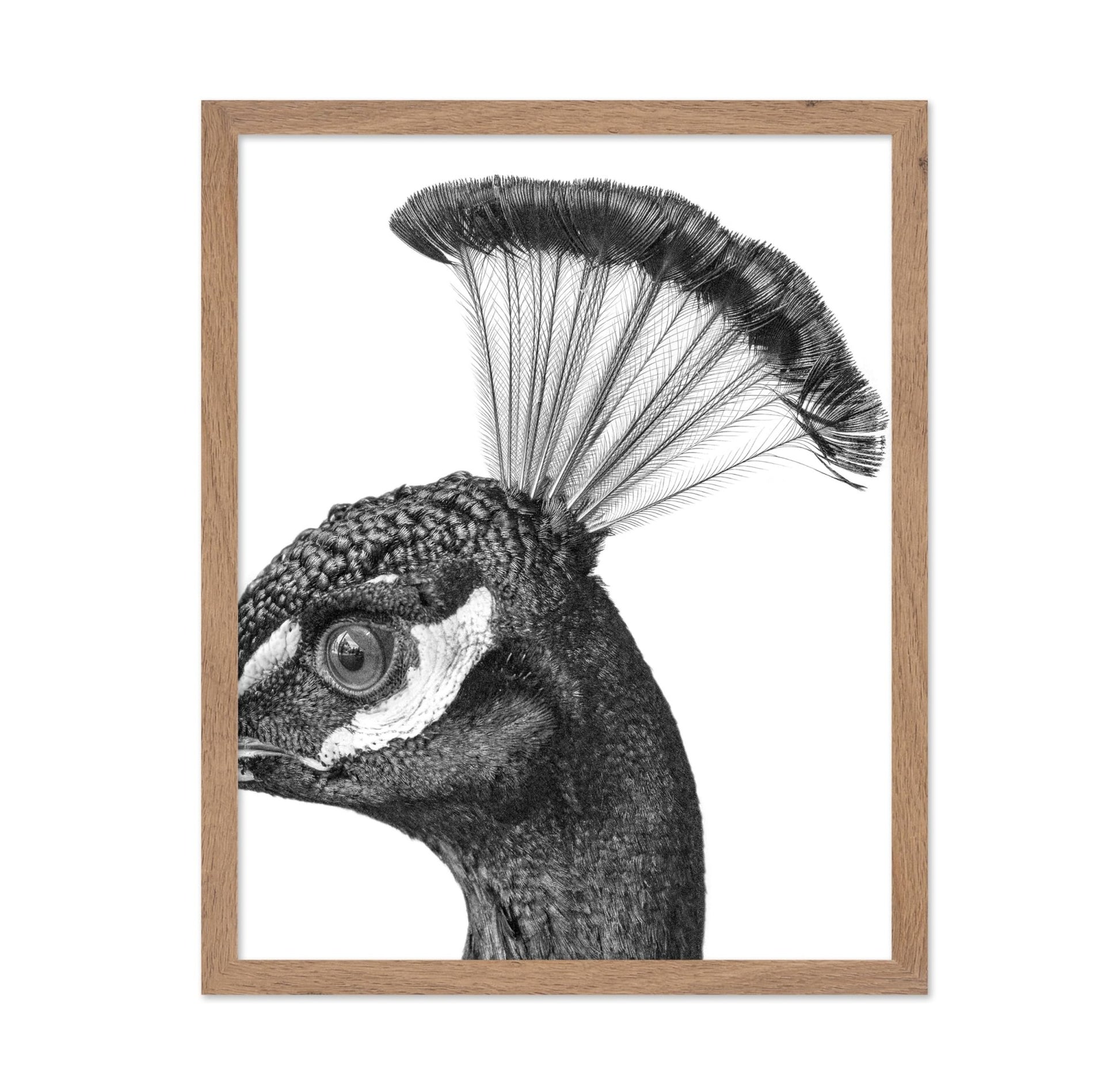 Peacock No1
