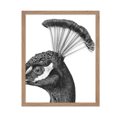 Peacock No1