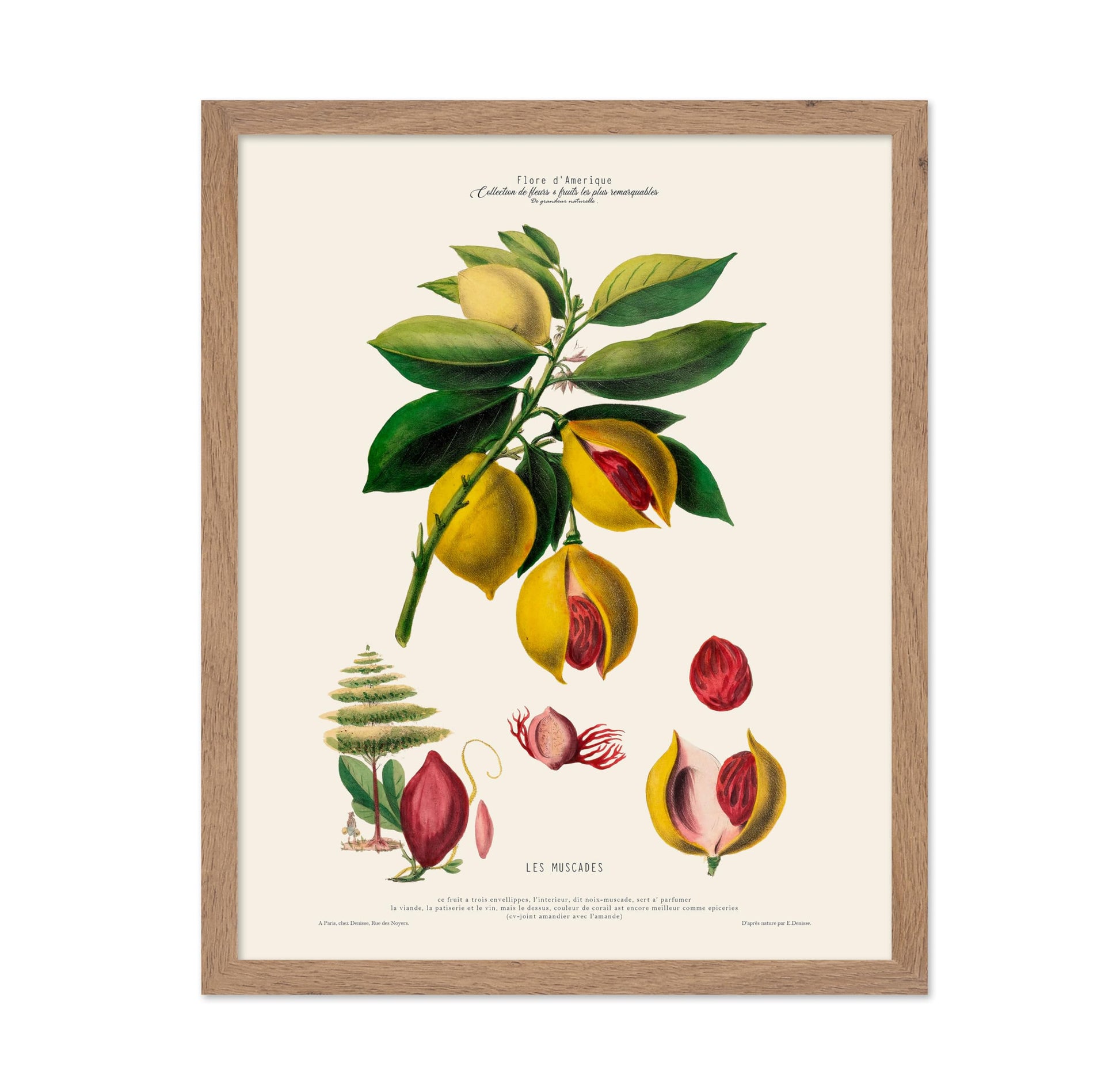 Nutmeg Plant