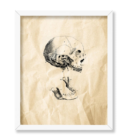 Human Skull
