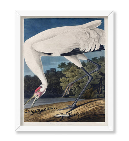 John James Audubon - Whooping Crane No2