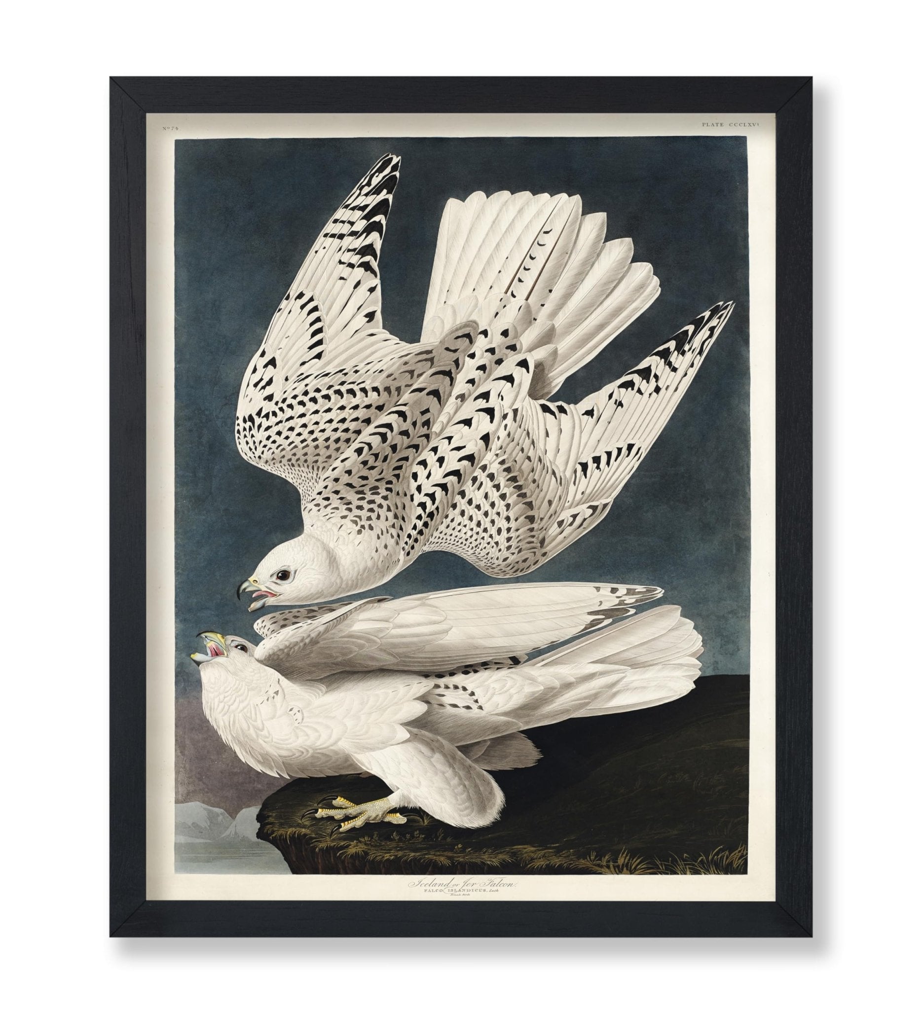 John James Audubon - Gyrfalcon