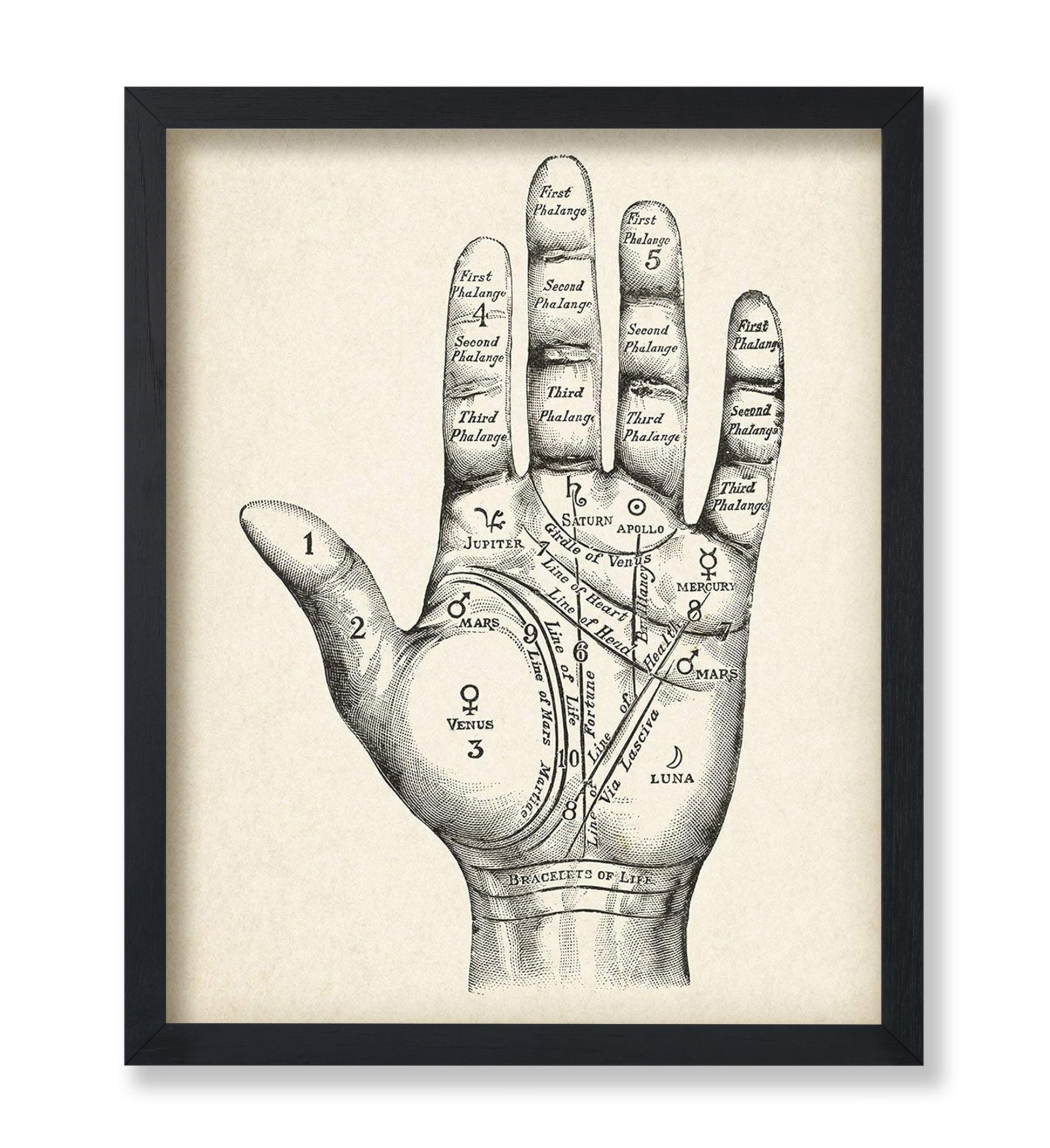 Palmistry