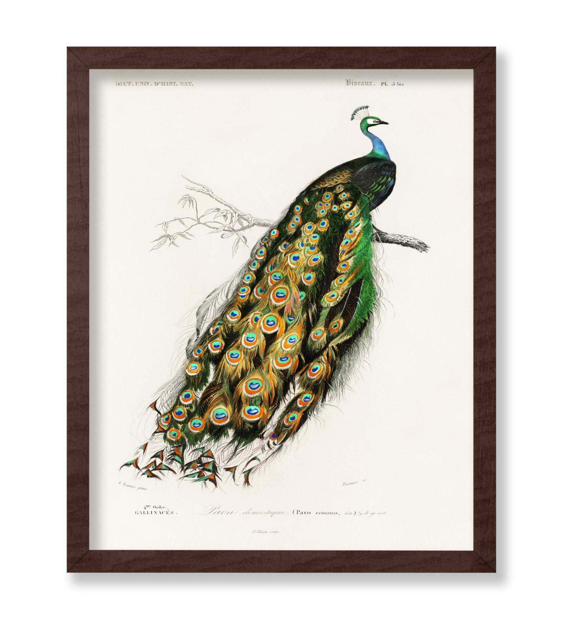 Charles Dessalines - Peacock