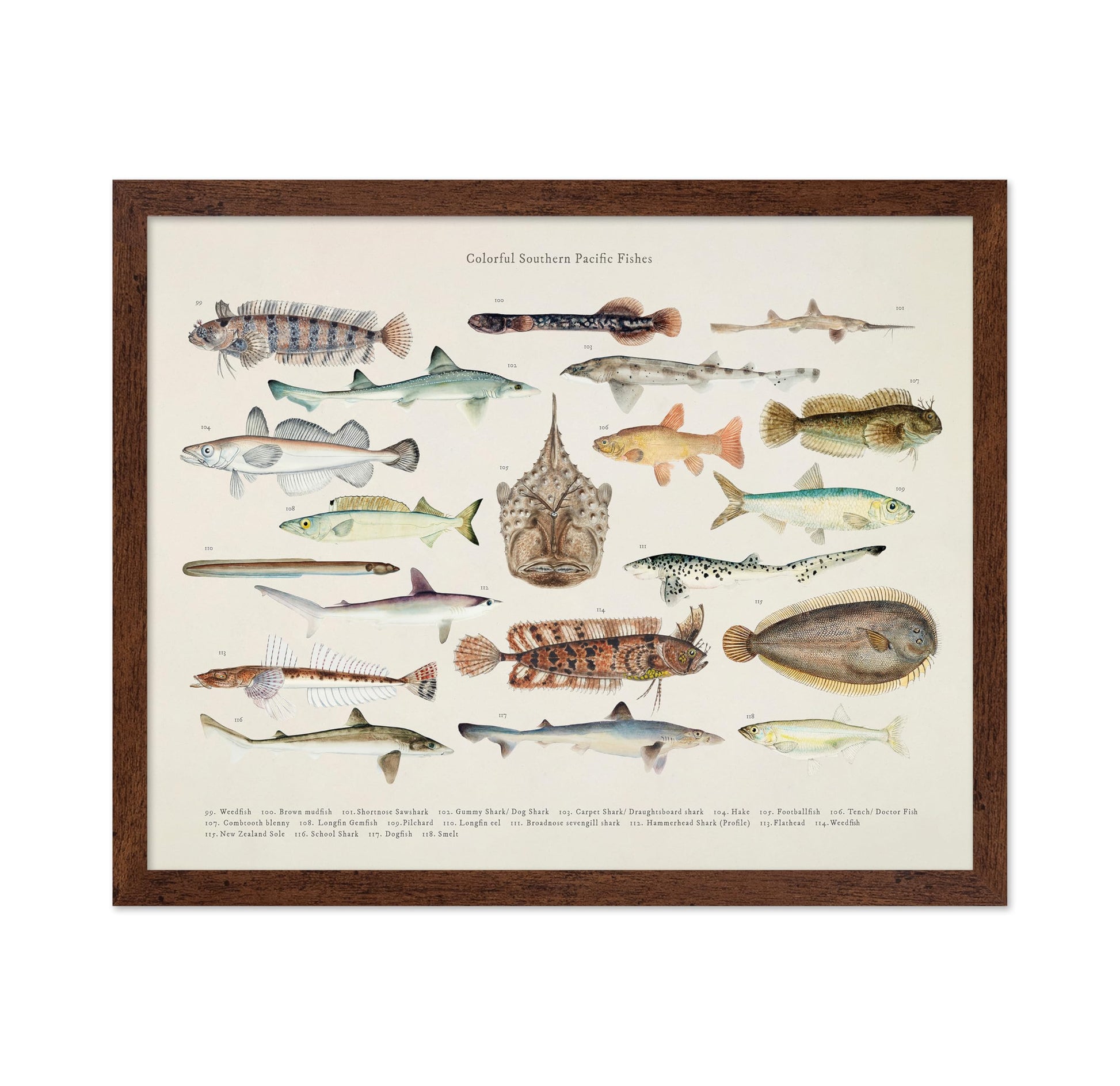 Southern Pacific Fishes No6
