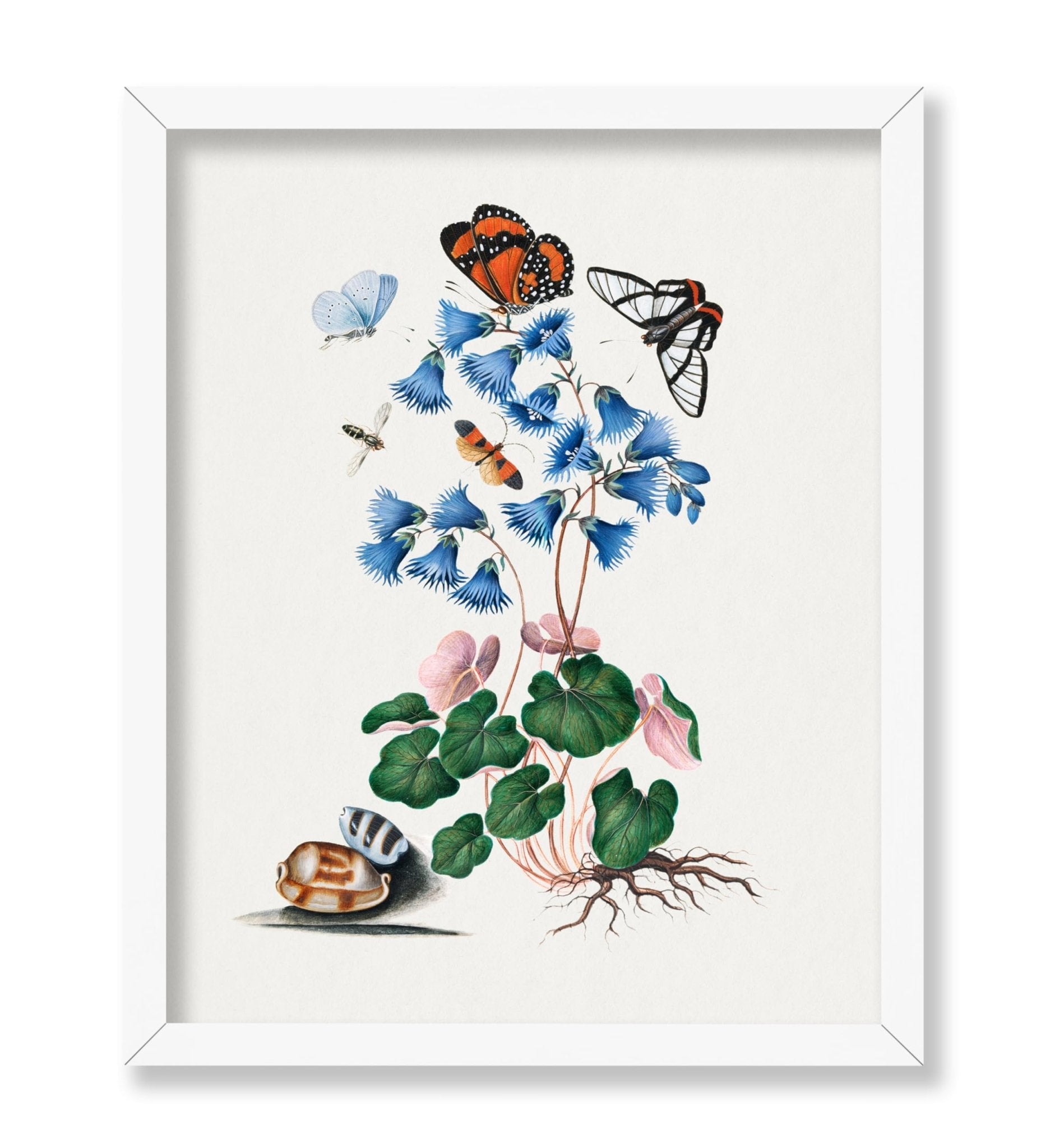 James Bolton - Soldanella, Amazon Angel, Det-winged Beetle and Shells