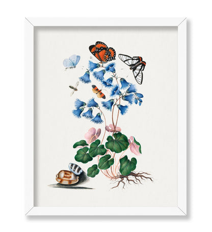 James Bolton - Soldanella, Amazon Angel, Det-winged Beetle and Shells