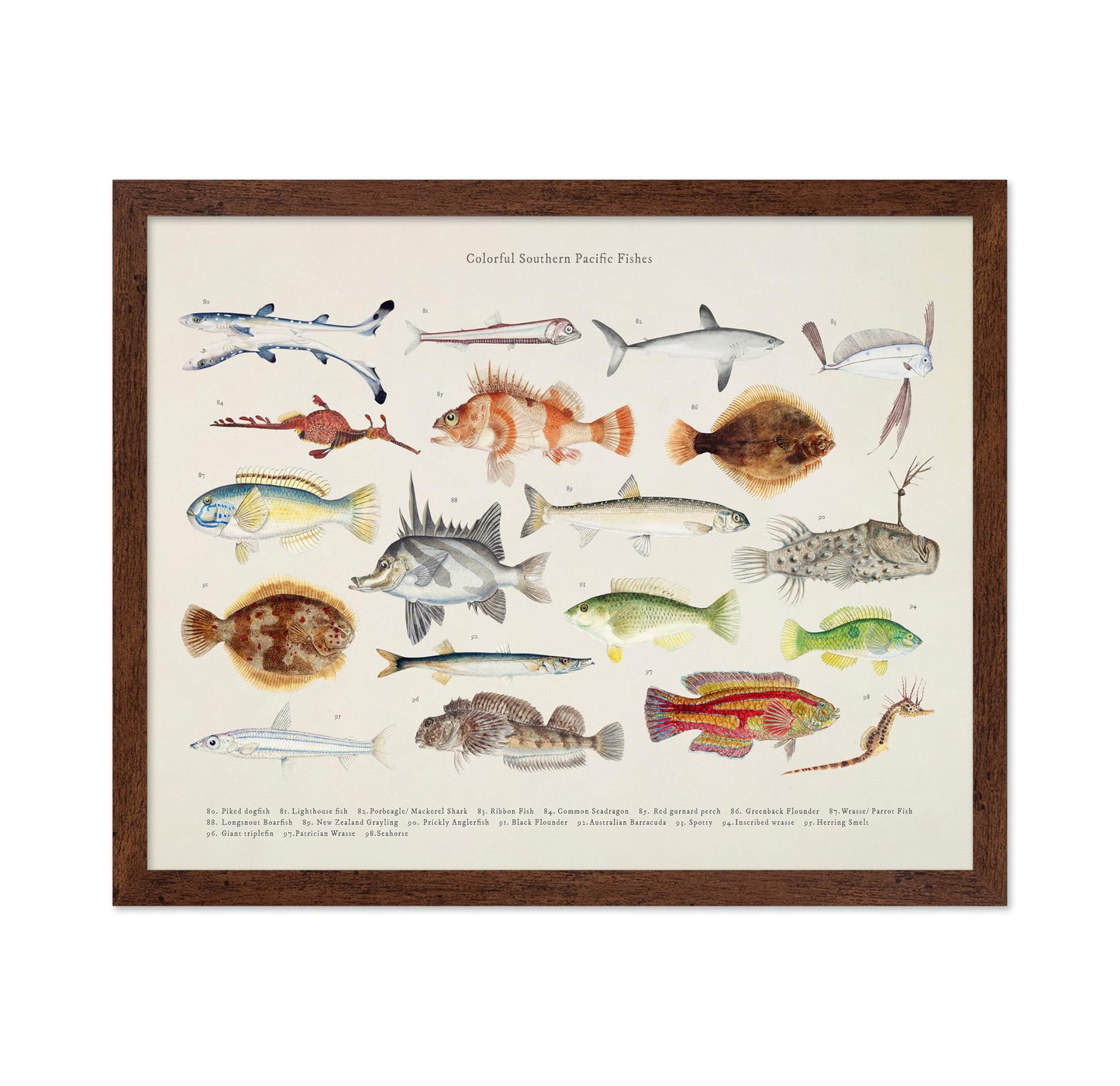 Southern Pacific Fishes No5