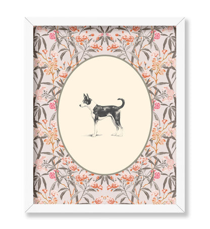 Basenji Portrait