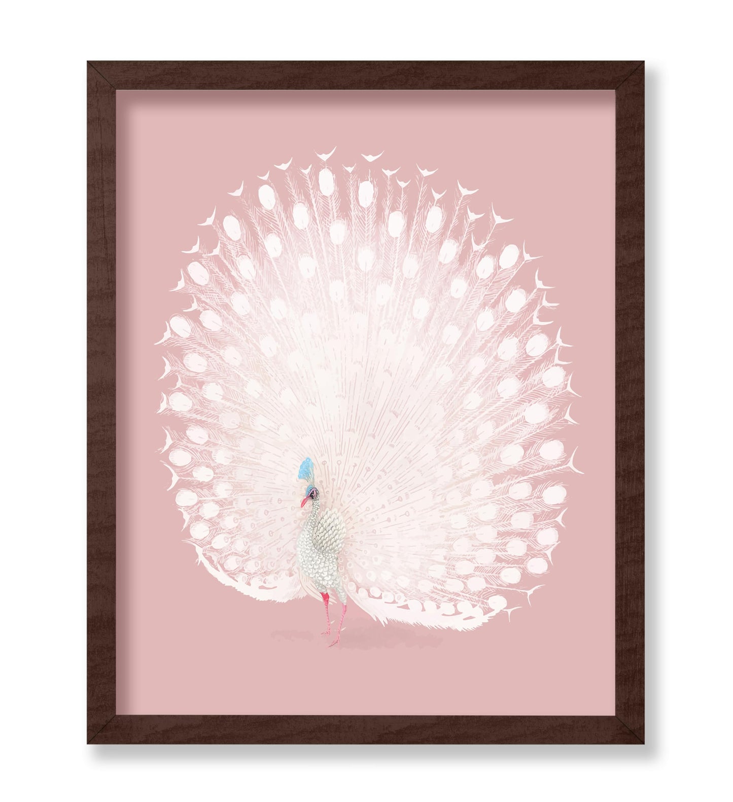 White Peacock