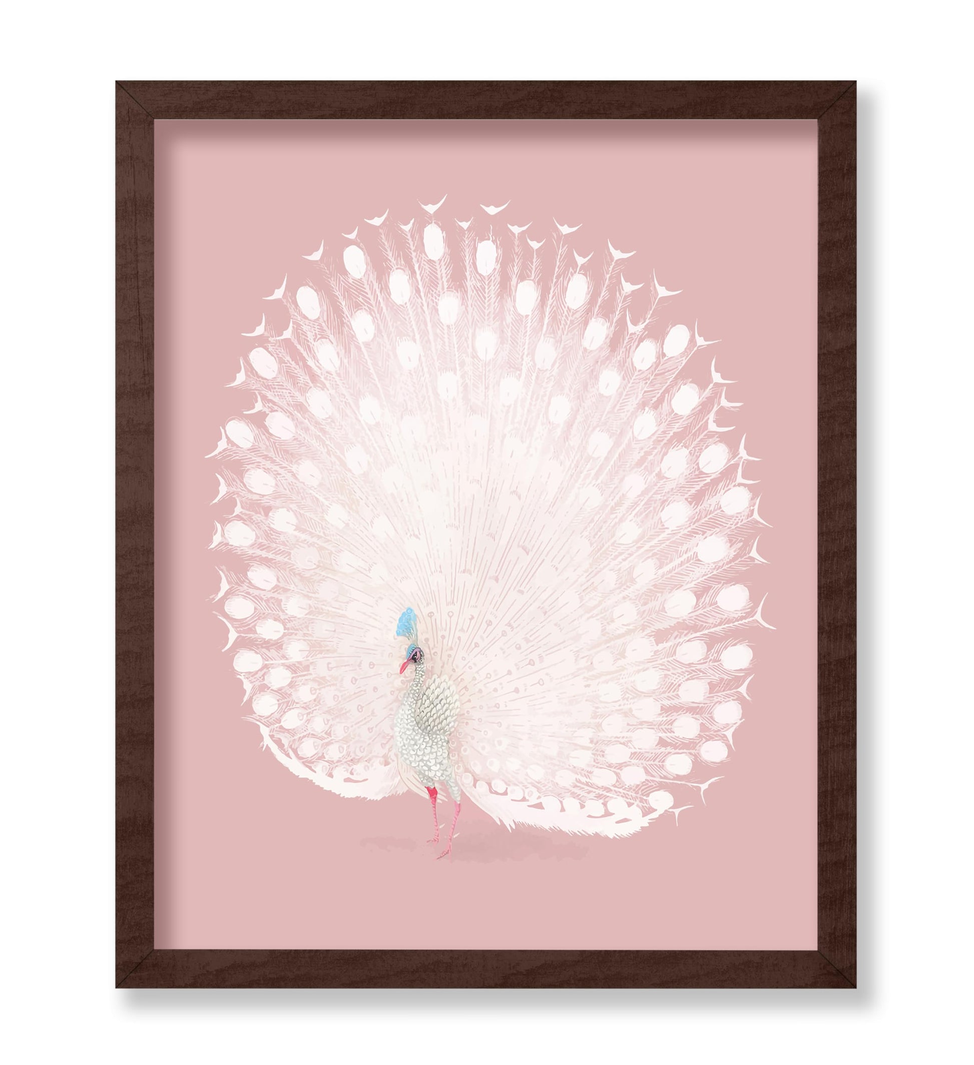 White Peacock