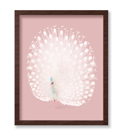 White Peacock