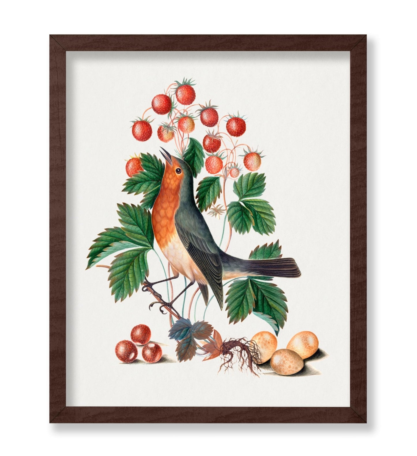 James Bolton - European Robin and Wild Strawberry
