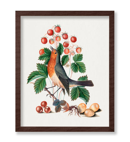 James Bolton - European Robin and Wild Strawberry