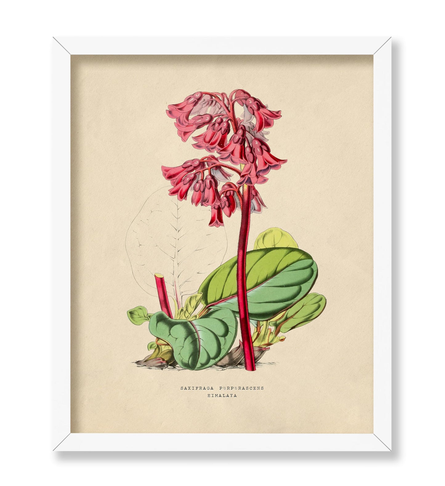 Flowers of the Greenhouses - Bergenia Purpurascens