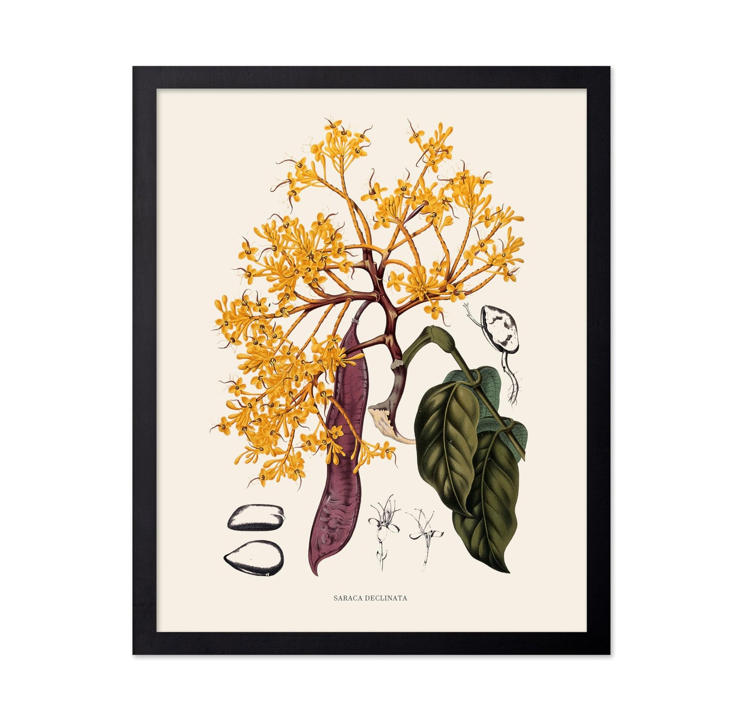 Sorrowless Tree