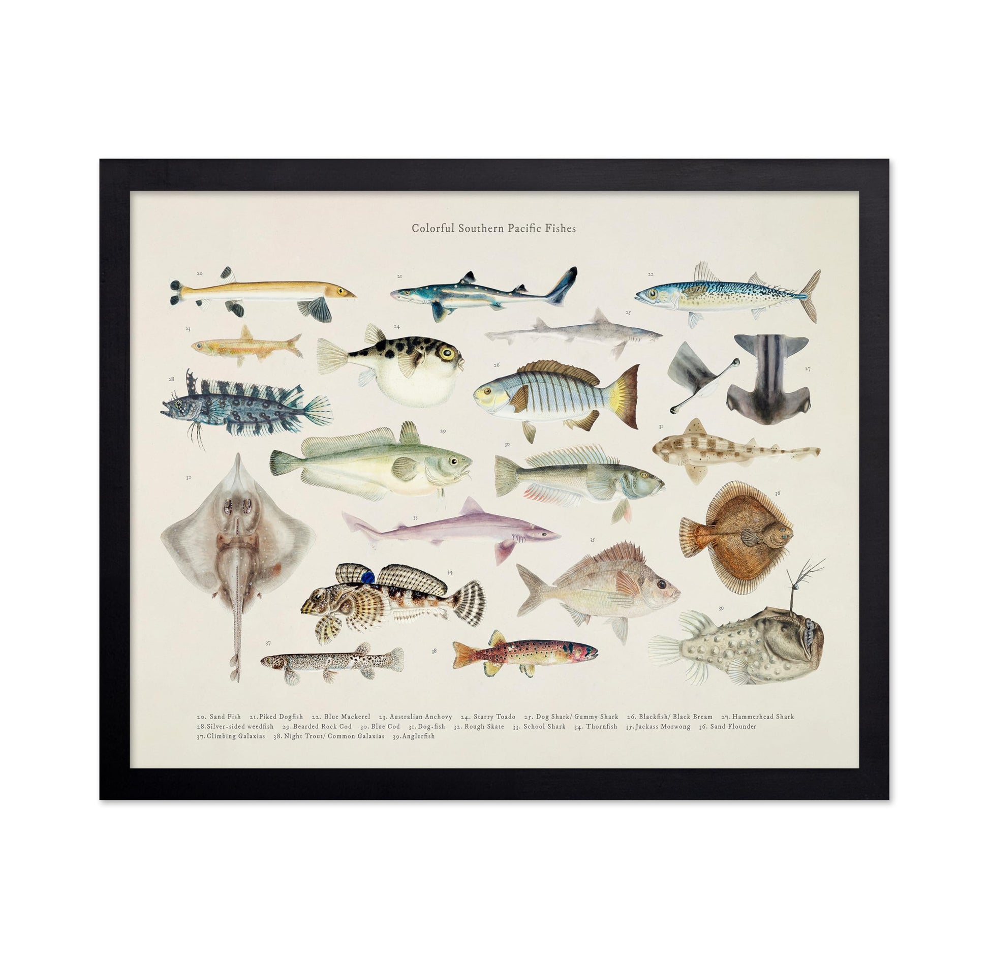 Southern Pacific Fishes No2