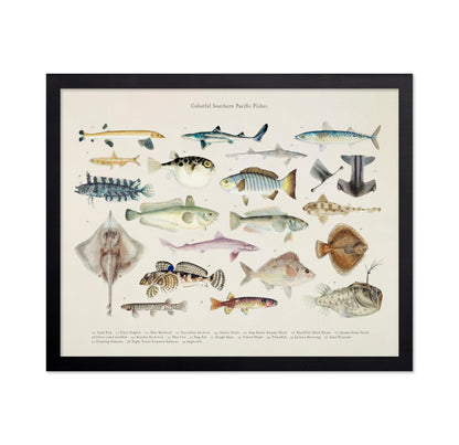 Southern Pacific Fishes No2