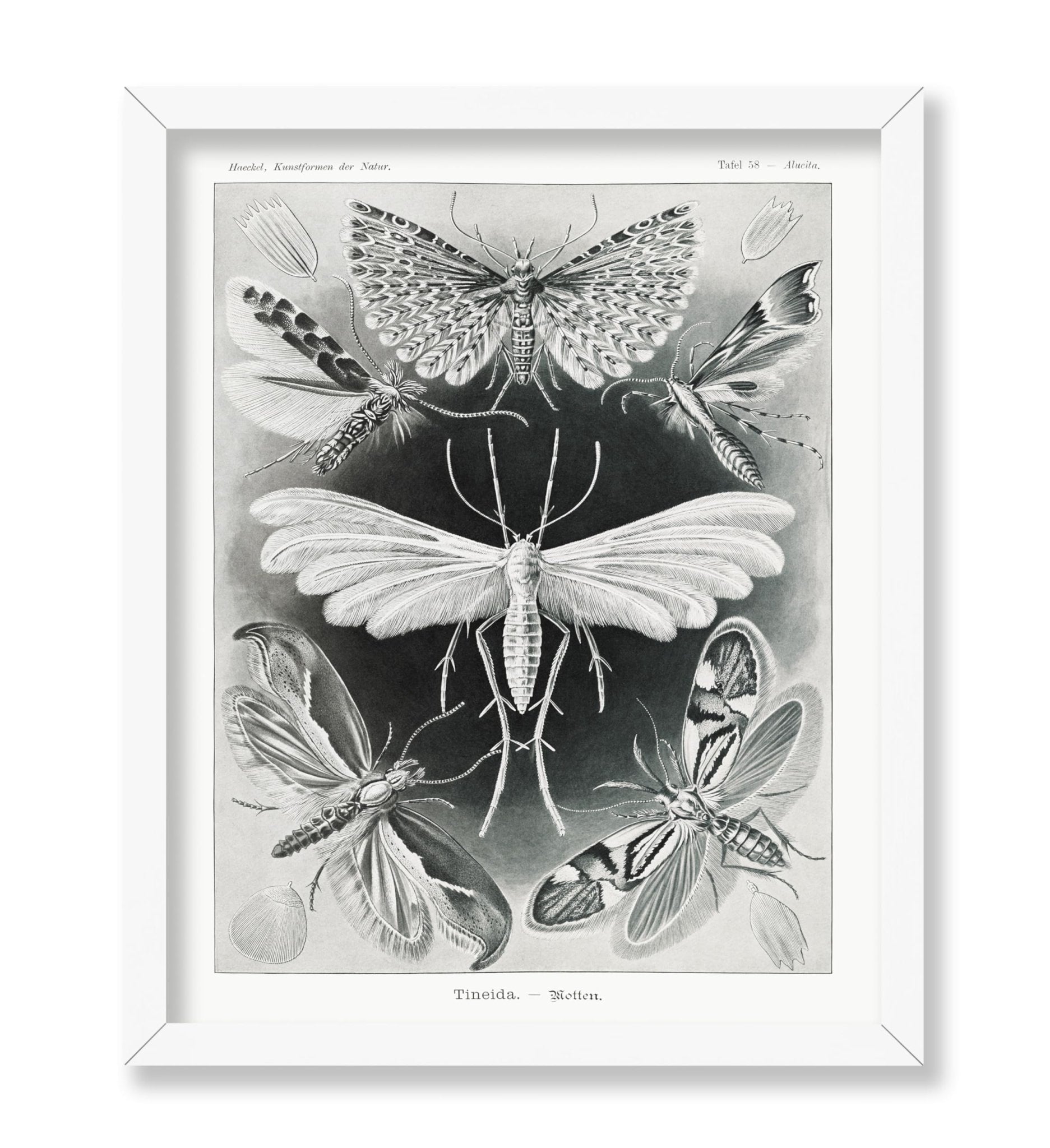 Ernst Haeckel - Tineidae