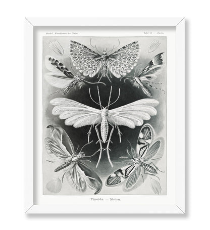 Ernst Haeckel - Tineidae