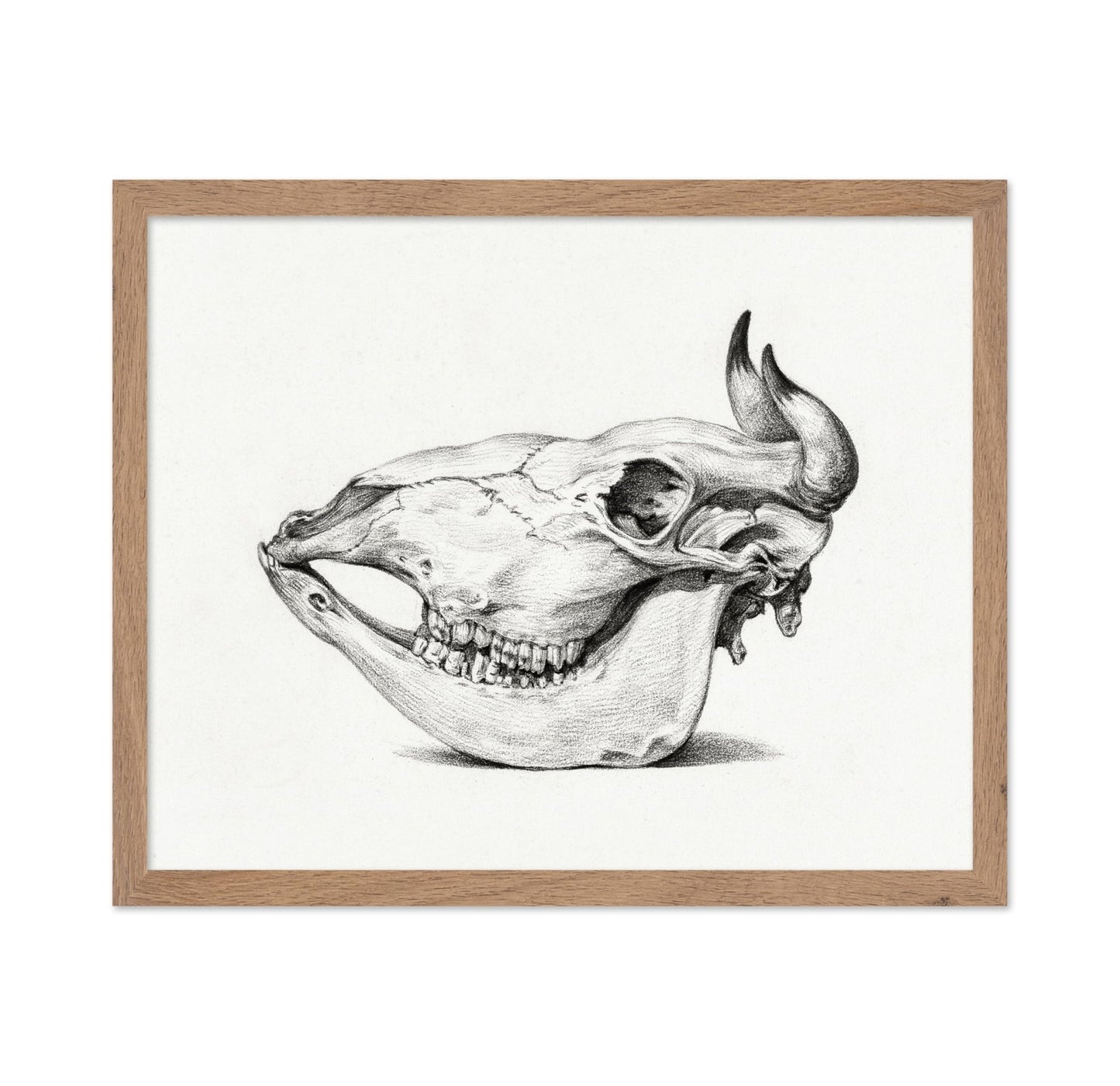 Cow Bone