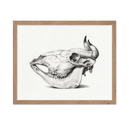 Cow Bone