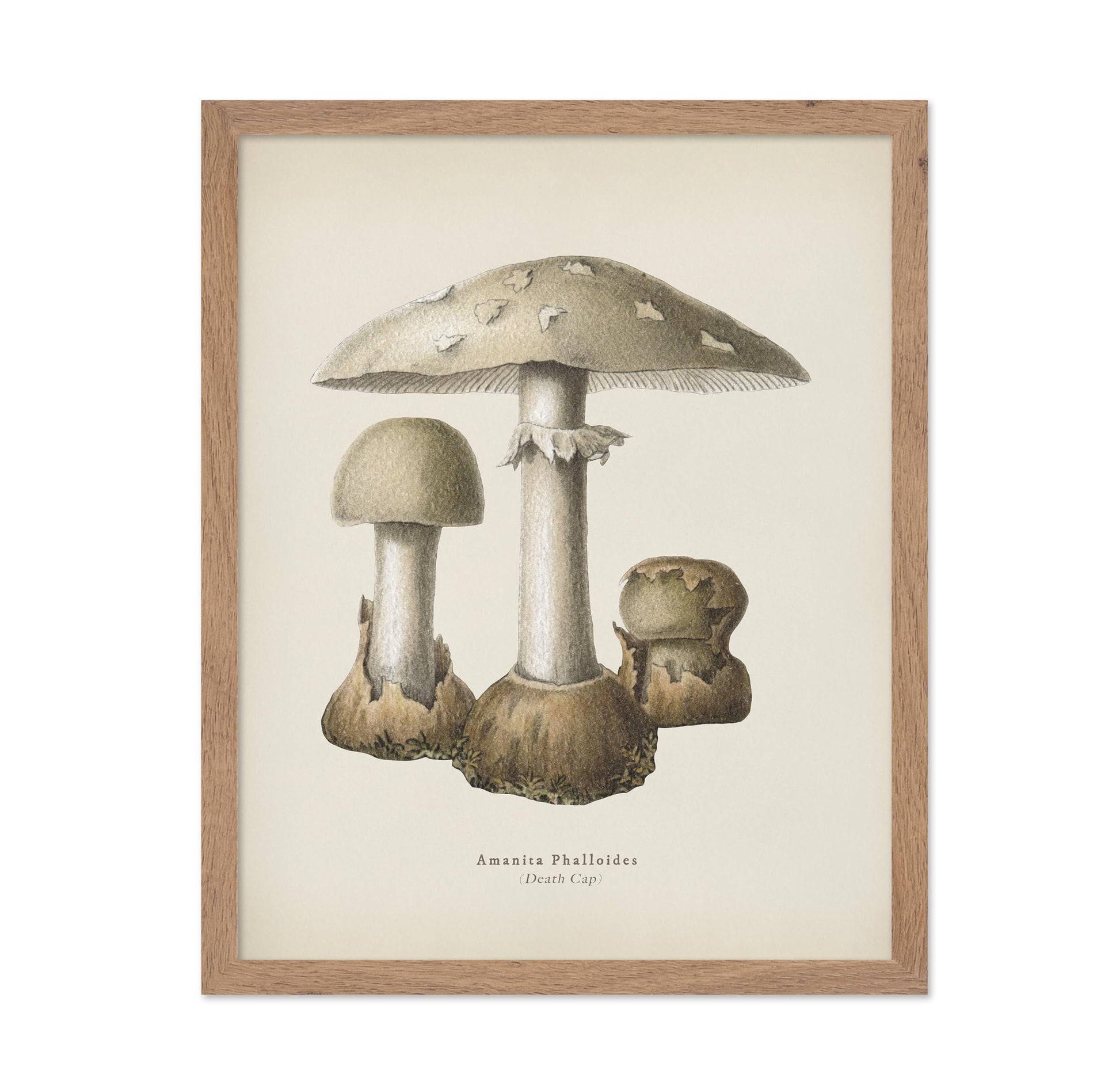 Death Cap Mushroom No1
