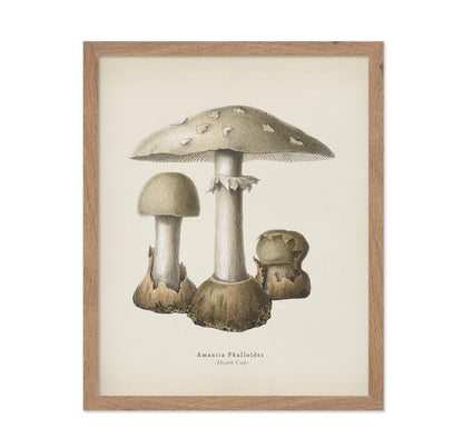 Death Cap Mushroom No1