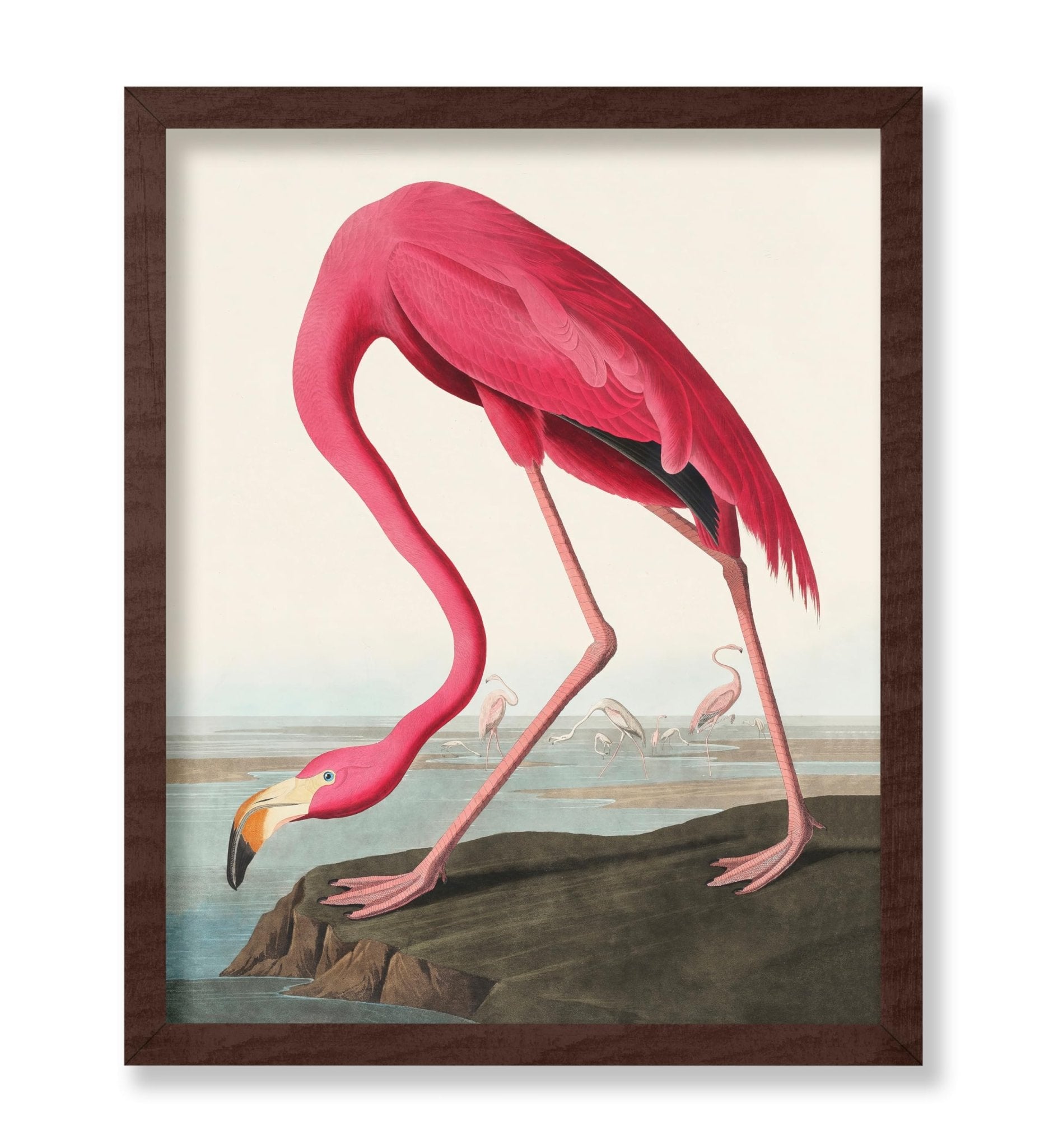 James Audubon - American Flamingo
