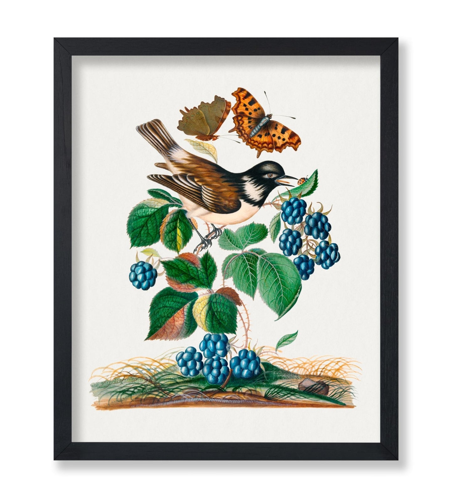 James Bolton - White-cheeked Starling, Bramble and Eurasian Comma and Seven-Spotted Ladybird Beetle on Leaf