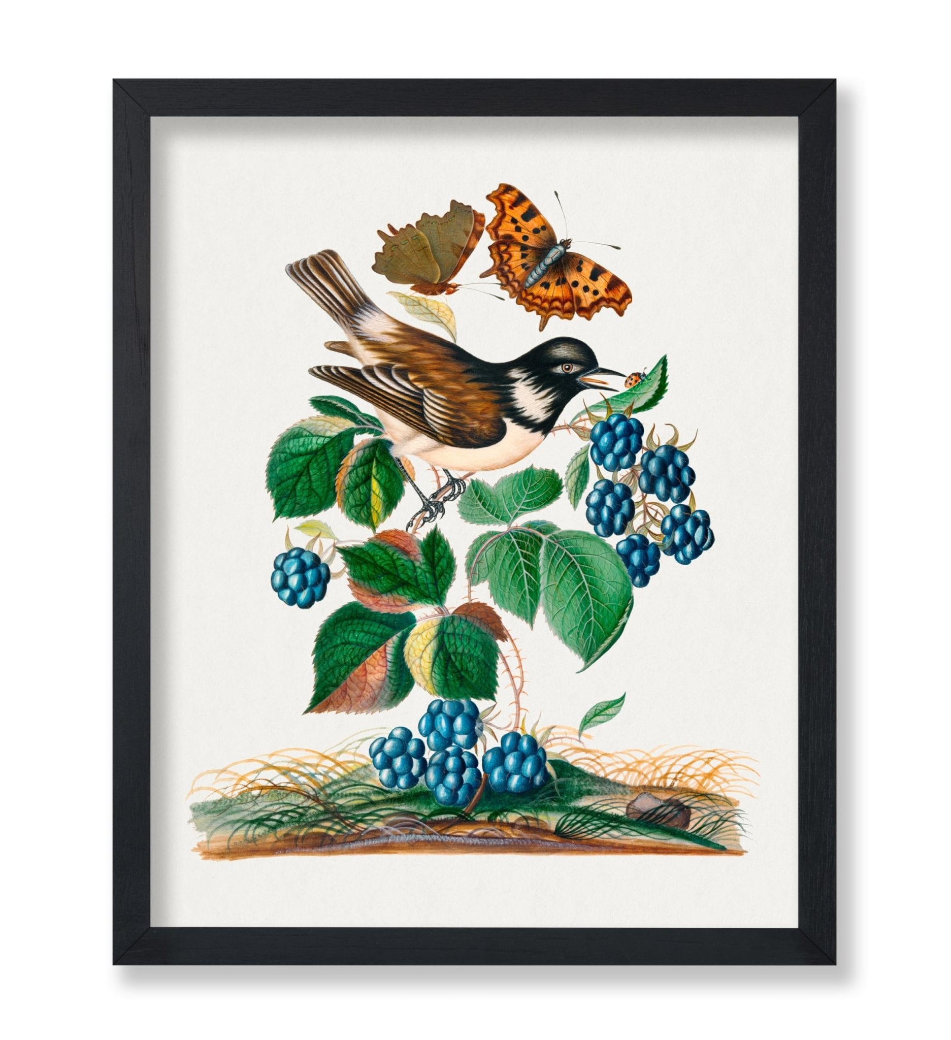 James Bolton - White-cheeked Starling, Bramble and Eurasian Comma and Seven-Spotted Ladybird Beetle on Leaf