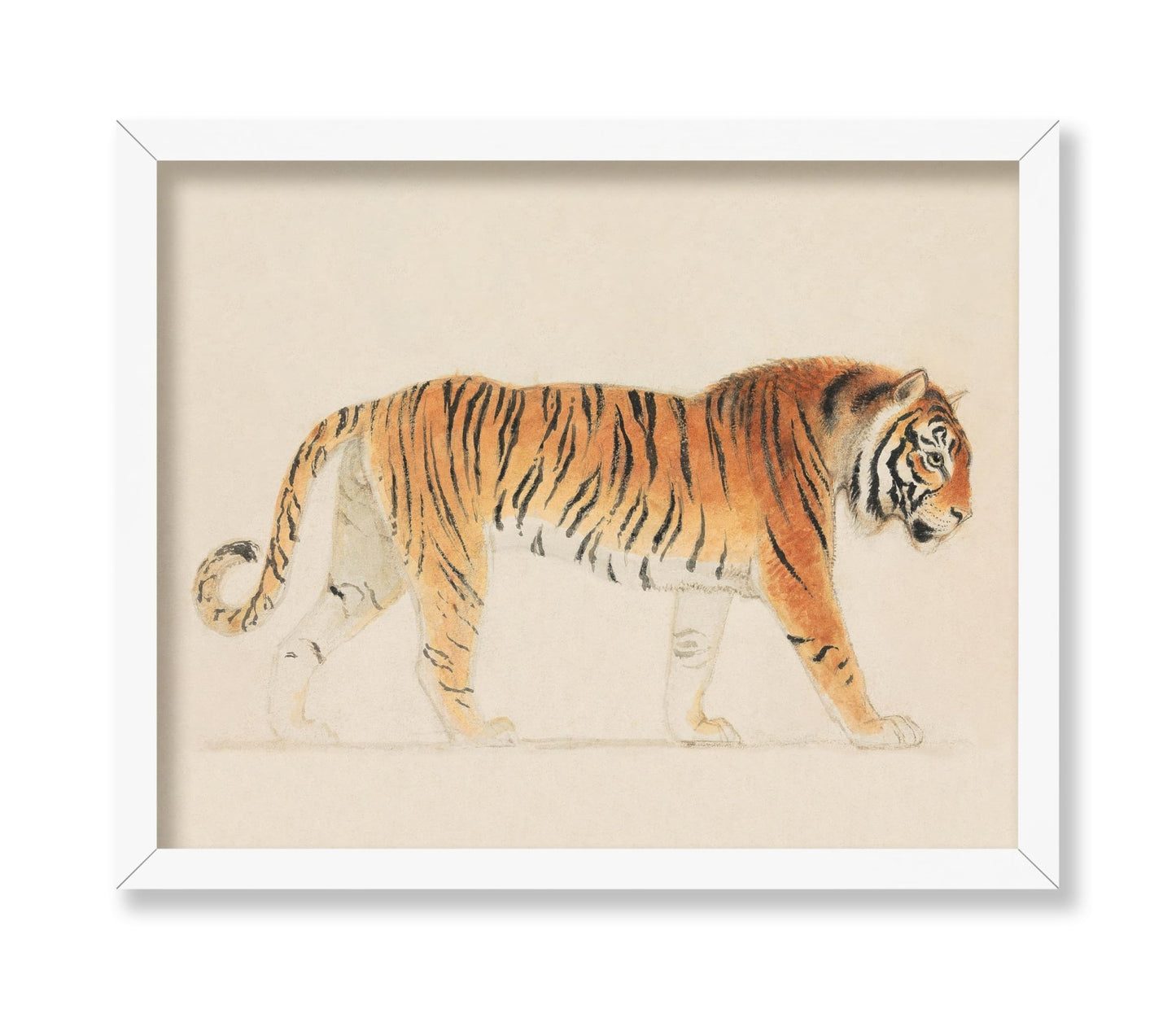 Thomas Stothard - A Tiger