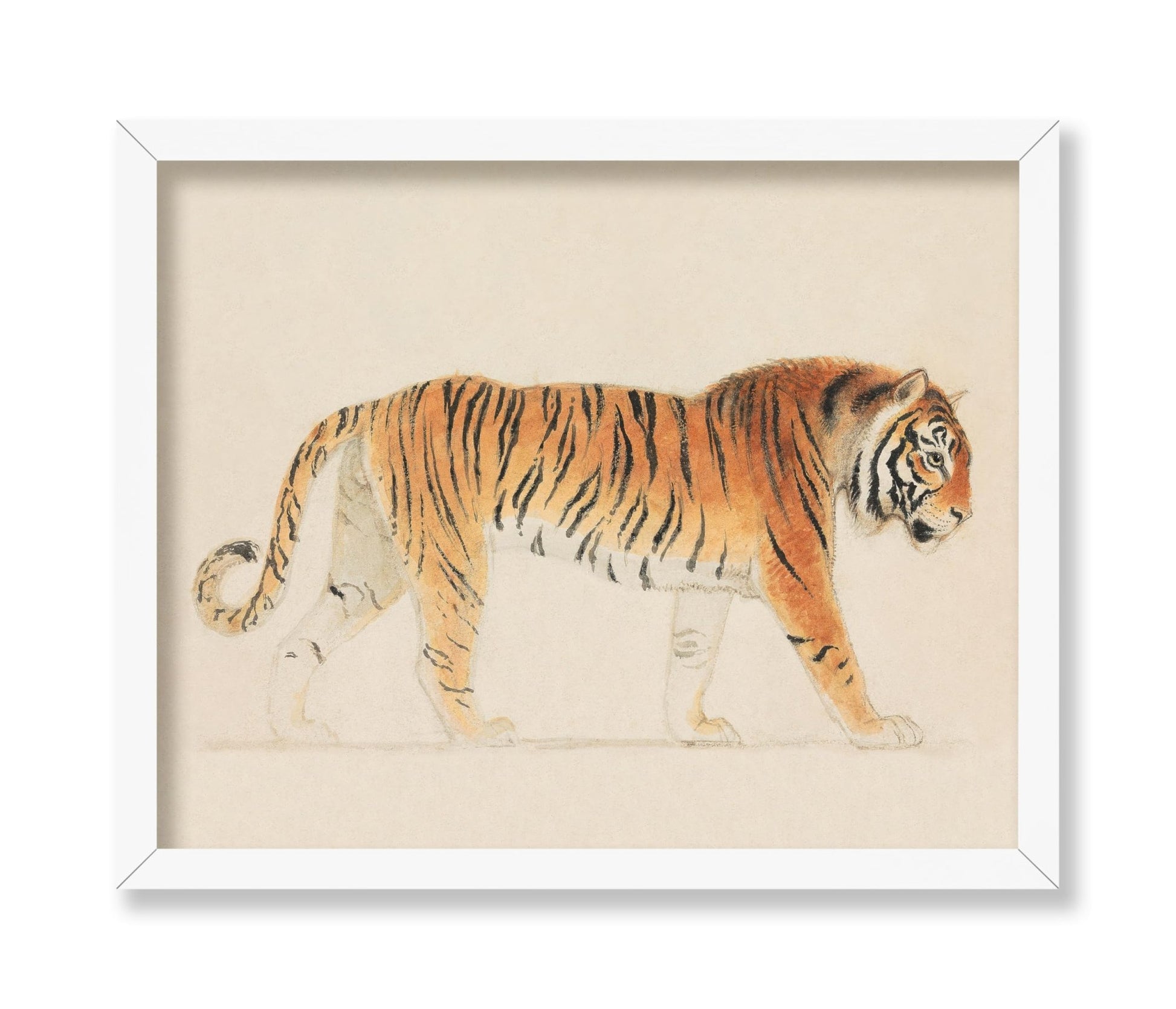 Thomas Stothard - A Tiger