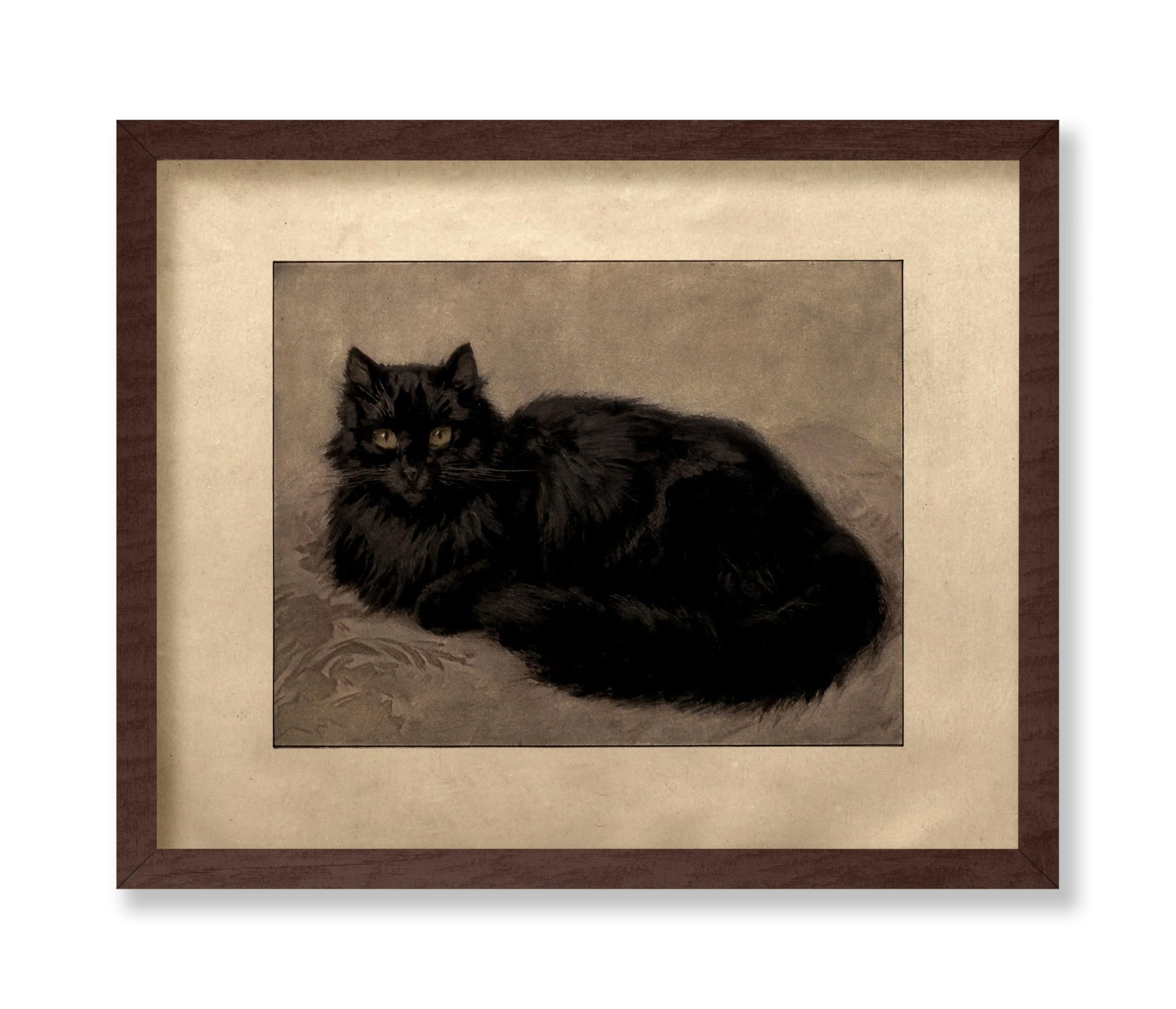 Black Persian Cat