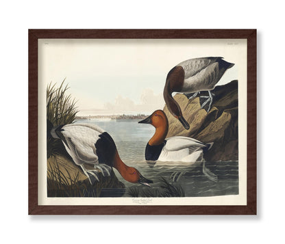 John James Audubon - Canvas backed Duck
