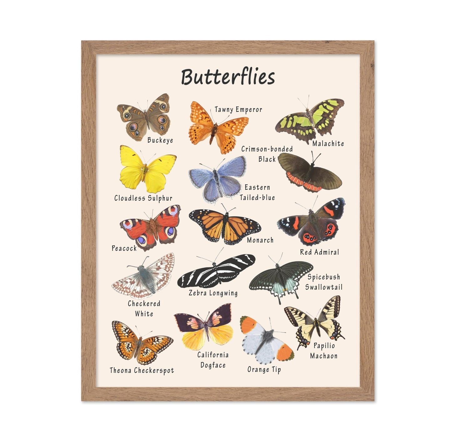 Butterflies No2